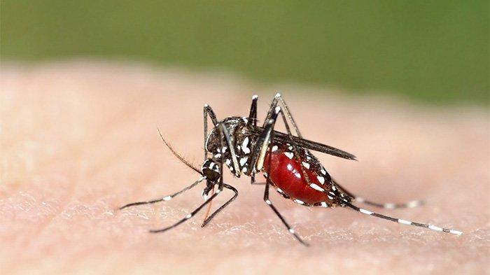 Hari Nyamuk Sedunia Diperingati 20 Agustus, Kenali 6 Jenis Nyamuk di Dunia